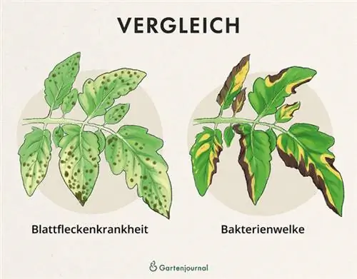 Comparación de la mancha foliar y el marchitamiento bacteriano a modo de ilustración.