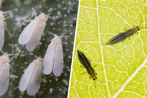 Tomat skadedjur whitefly och thrispe i jämförelse