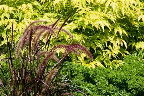 Hierba de cerdas de plumas de agua