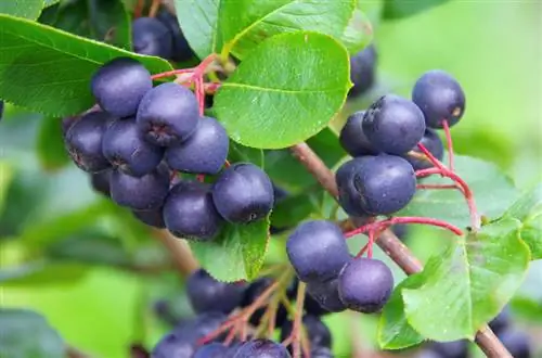 Aronia giftig