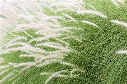 Entretien de l'herbe à plumes : conseils pour une croissance saine