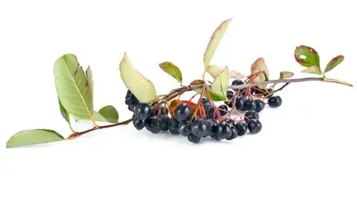 Propagare l'Aronia