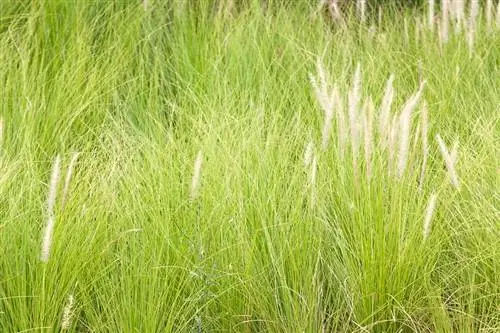 Feather grass pruning