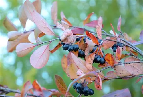 Siepe di Aronia