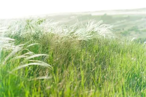 Veergras in die tuin: Die beste liggingwenke