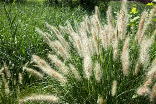 Gras met verenharen maaien: wanneer is het juiste moment?