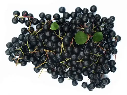 Raccogli le bacche di aronia