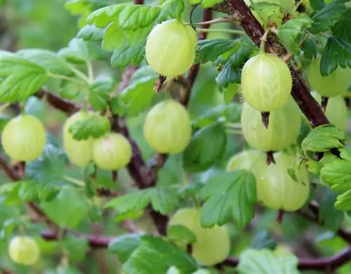 Բույսերի ցորենի հատապտուղներ