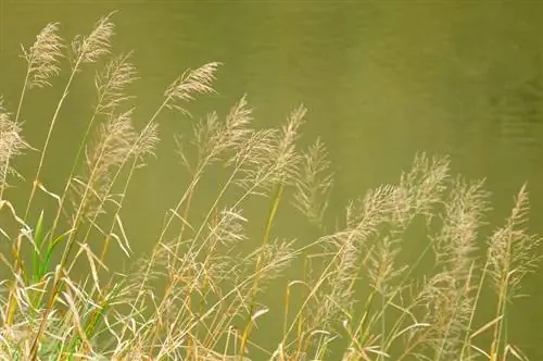 Pagputol ng riding grass: Kailan at paano para sa pinakamainam na pangangalaga?