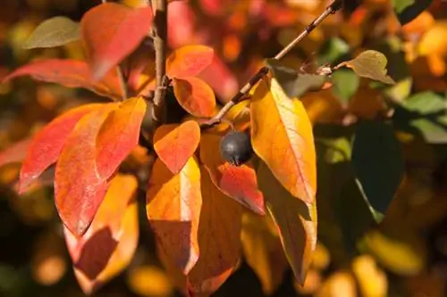 Aronia plassering