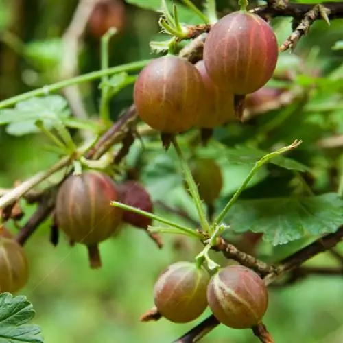 Jostaberry varieties