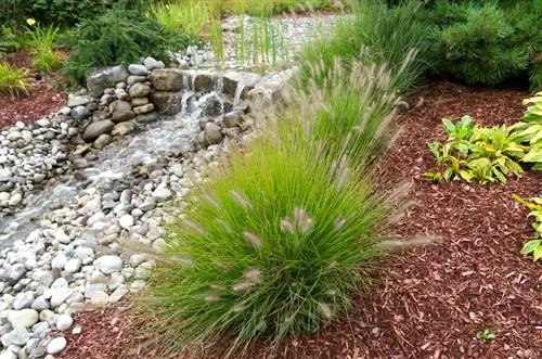 Ornamental grass care made easy: tips and tricks