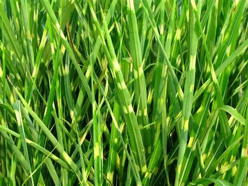 Zebra grass: When and how to use a root barrier?