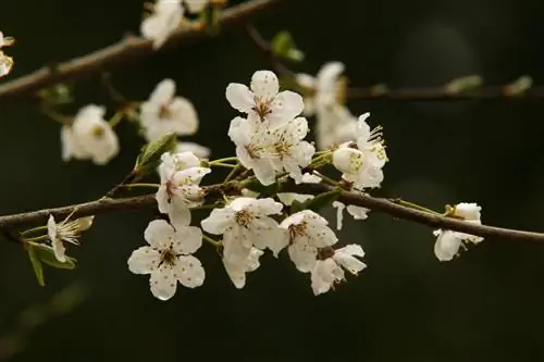 Promover la floración del cerezo: asegurar y optimizar el rendimiento