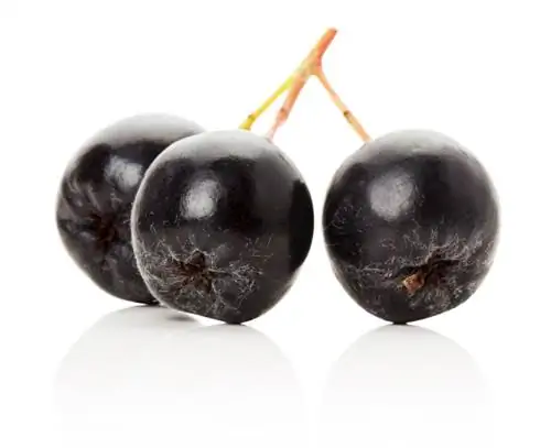 Aronia variëteite