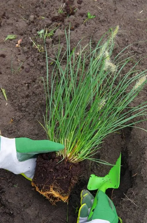 Combiner les graminées ornementales : les partenaires de plantation les plus magiques