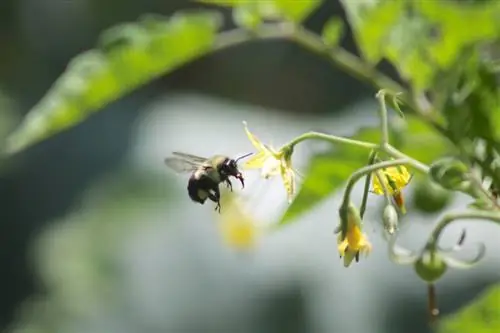 Pollinate tomatoes