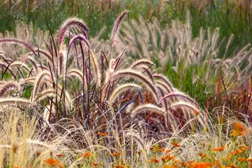 Fertilize ornamental grasses: Thaum twg, ua li cas thiab nrog twg chiv?