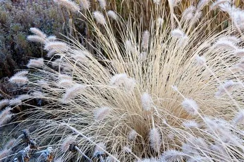 Hardy ornamental grasses: mga nangungunang pagpipilian para sa iyong hardin