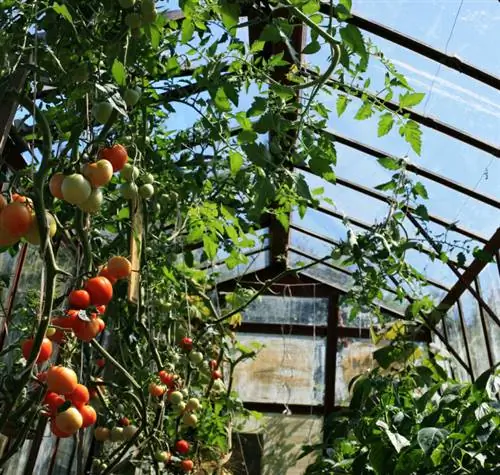 Tomates y pepinos en invernadero.