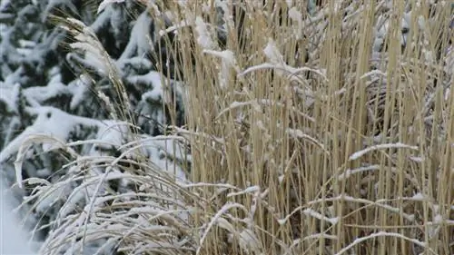 Siergrassen overwinteren: hoe u uw planten beschermt