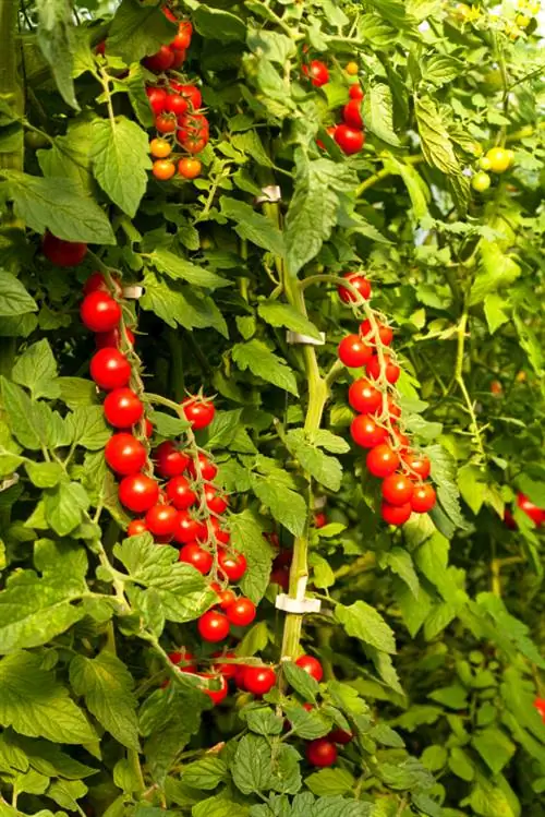 Maximize cocktail tomatoes