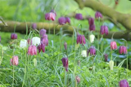 Schaakbordbloem: oogst zaden en zaai ze met succes