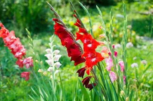 Gladiolos en flor en el jardín: ¿cómo los cuido adecuadamente?