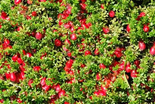 Cultiu de plantes de nabiu: tot el que necessiteu saber