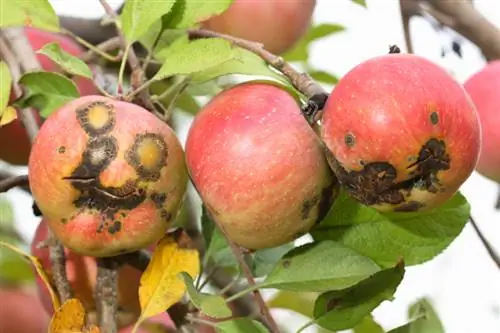 Aanval van appelboomschimmel