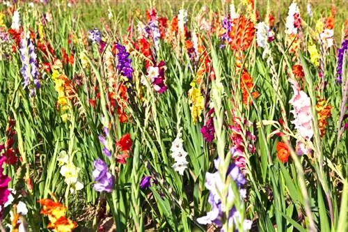 Època de floració dels gladiols: quan floreix l'esplendor de colors?