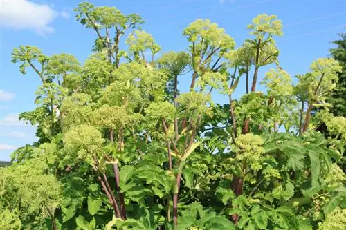 Tambua Angelica archangelica