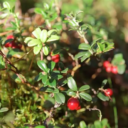 ক্র্যানবেরি উত্স