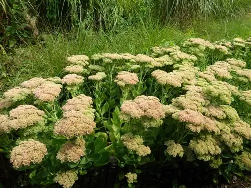 dividir sedum