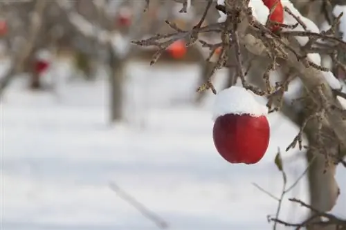 Appelboom in de winter