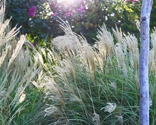 Skrini ya faragha ya Pampas grass