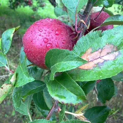 Apple tree brown leaves