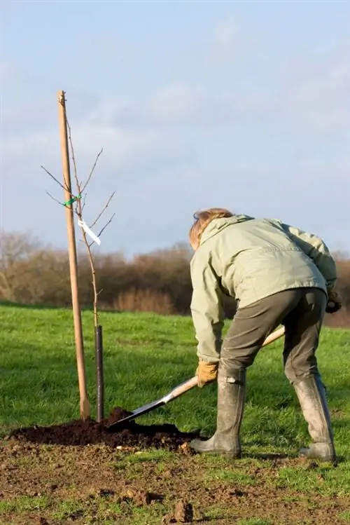 Apple tree planting time