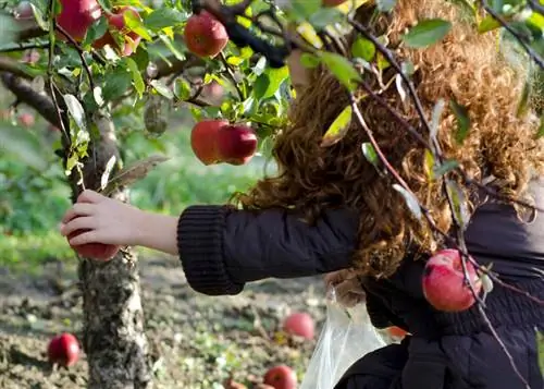 Apple tree in your own garden: price and maintenance effort