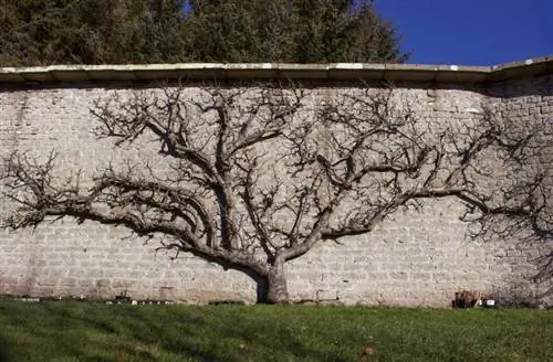 espalier pohon apel