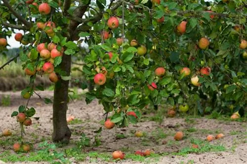 Apple tree in autumn