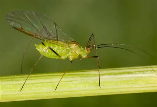 Aphids apple tree