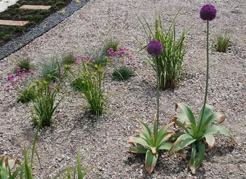 When to plant ornamental grasses?