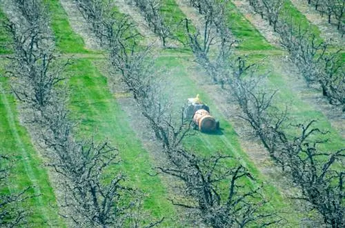 Spraying apple tree