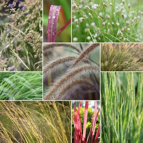 Tipi di erba ornamentale: le varietà più belle per ogni giardino