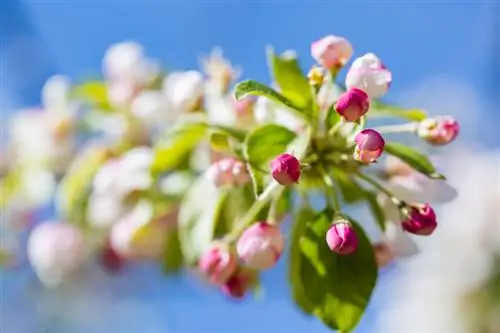 Balkon met appelboom