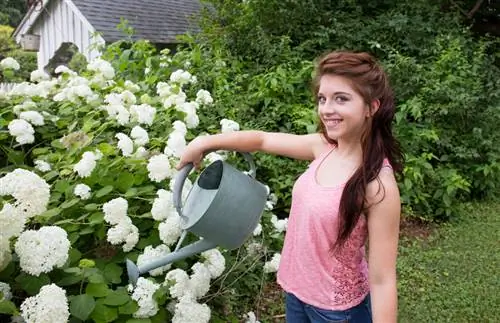 Entretien de Viburnum tinus : conseils pour des plantes saines