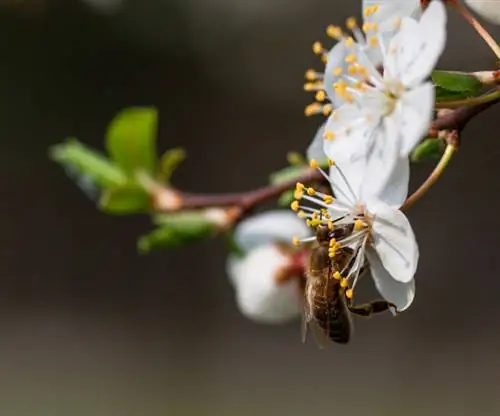 Sėkmingas vyšnių persodinimas: štai kaip tai veikia