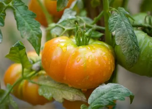 Mildew tomatoes