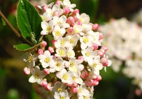 Viburnum Tinus Çiçeklenme zamanı: Kış çiçeklerinin tadını çıkarın